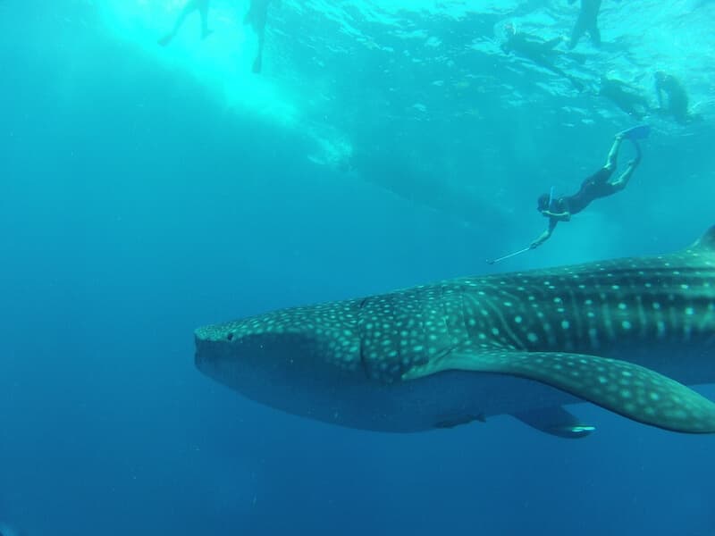 Nado Con Tiburón Ballena — foto 5 de 5
