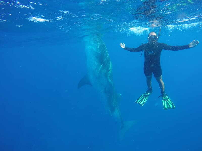 Nado Con Tiburón Ballena — foto 4 de 5