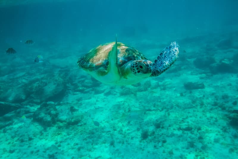 Cobá & Turtle Adventure — foto 3 de 5